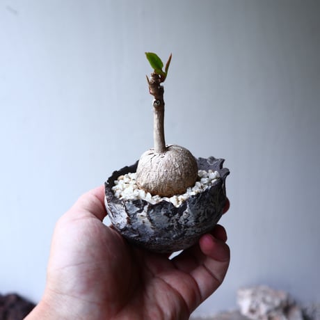 ユーフォルビア アンボンベンセ   Euphorbia sp.  Ambonbense   no.72109