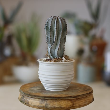 Euphorbia horrida × takero pot (2.5号)  no.1214/42
