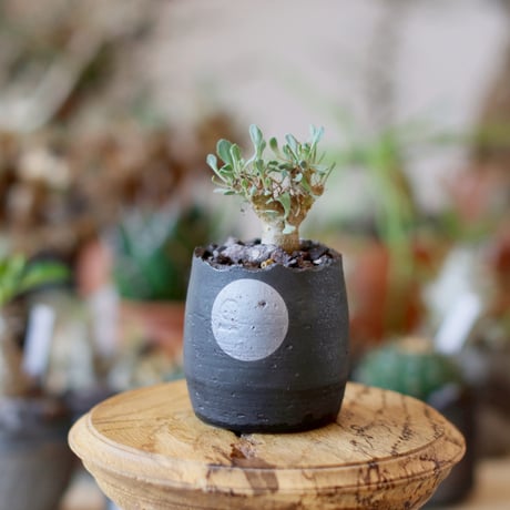 オトンナユーフォルビオイデス 超特大株 発根済み セールのお知らせ！ オトンナ・ユーフォルビオイデスが数量限定でお