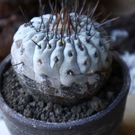 コピアポア 孤竜丸    Copiapoa cinerea var. columna-alba  no.51922