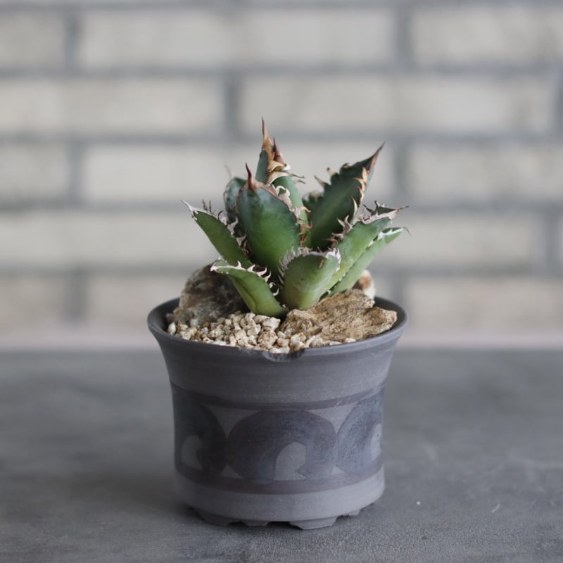Agave titanota
