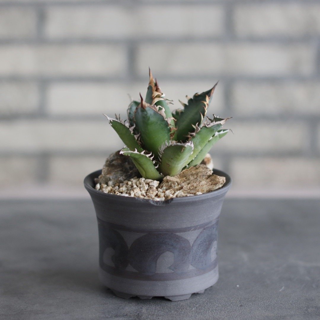 Agave titanota