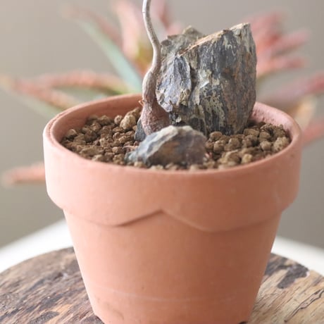 Operculicarya pachypus 実生 × YAMABACHI  no.51921