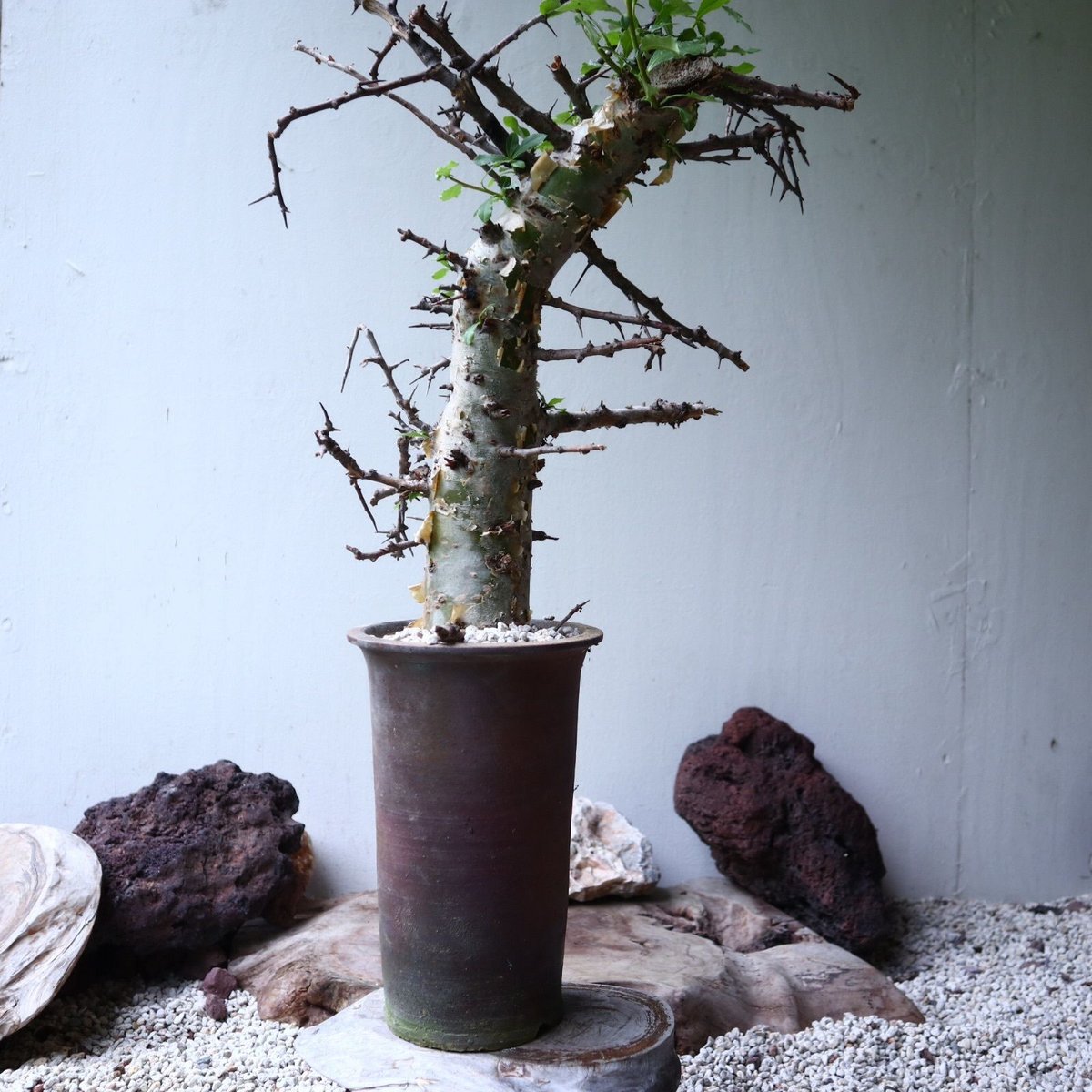 コミフォラ エミニーCommiphora eminii 極上樹形鉢30cm