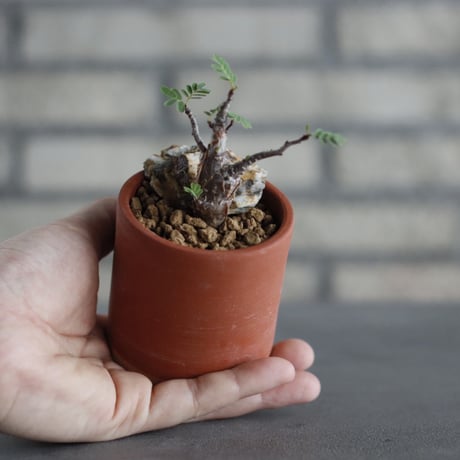 Senna meridionalis × BIZENBACHI (2.5号)  no.607/14