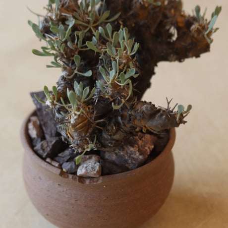 Othonna euphorbioides (黒鬼城) × N/OH   no.228-10