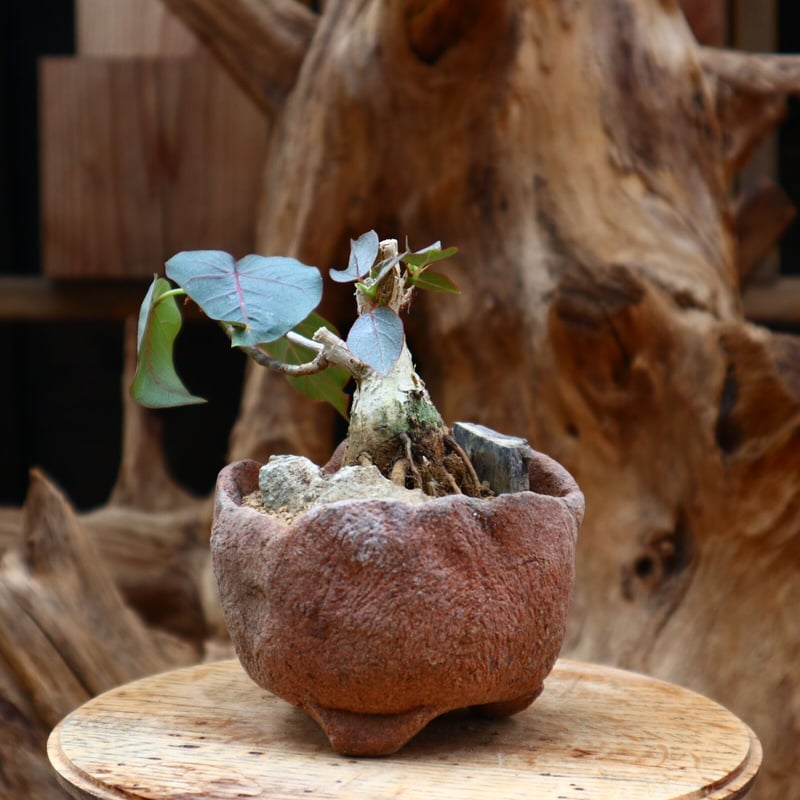 フィカス ペティオラリス / Ficus petiolaris / 発根済み no.312