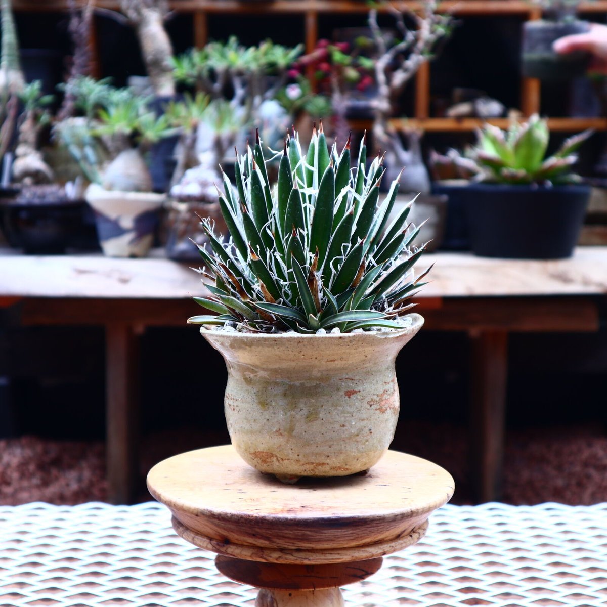 MASSES M&M 鉢 マシス ネイバーフッド srl アガベ パキプス