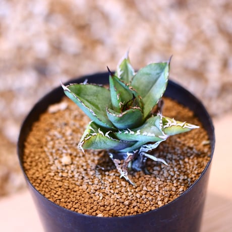 アガベ チタノタ フィリグリー / Agave titanota "Filigree crested   no. 50715