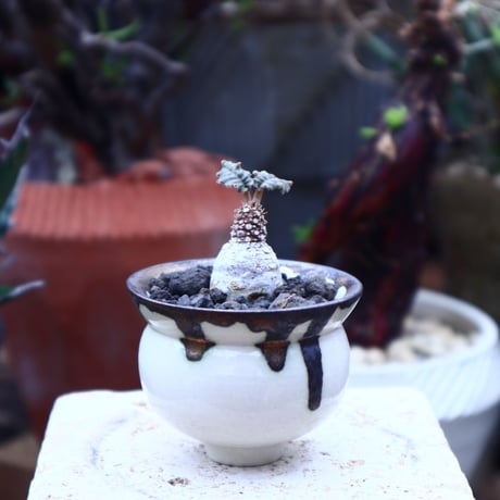 ドルステニア フォエチダ    Dorstenia foetida     no.42520