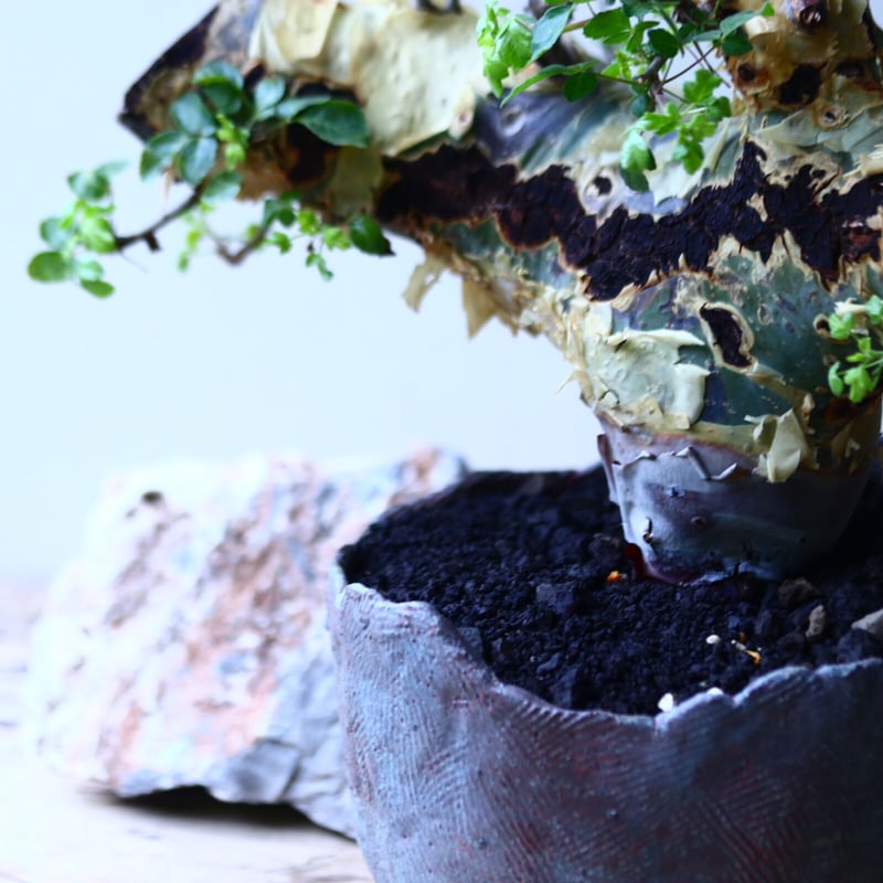 コミフォラ カタフ v.ターカネンシス Commiphora kataf ver.tu