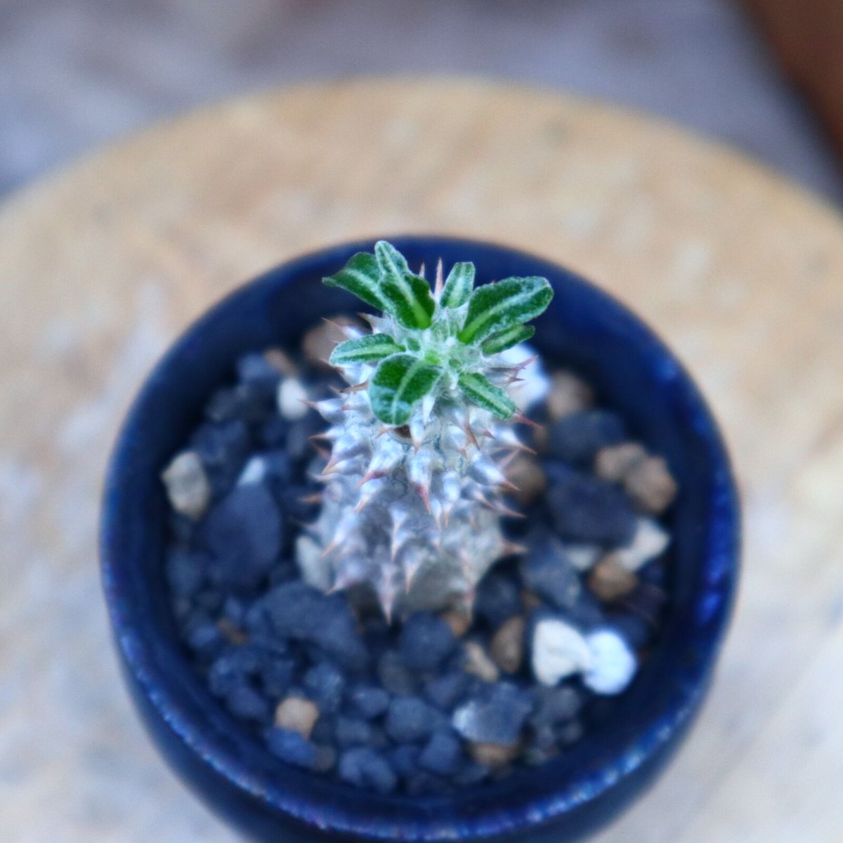 パキポディウム タッキー／Pachypodium'Tackyi' no.60592 |