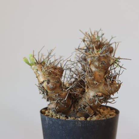 Othonna euphorbioides   no.921-8