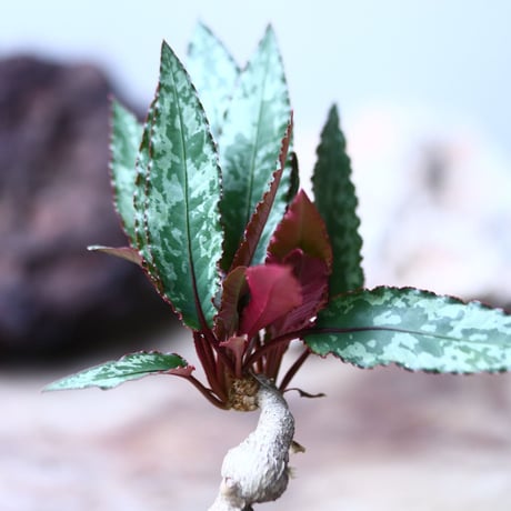 Euphorbia sp.nova ambongense   no.011