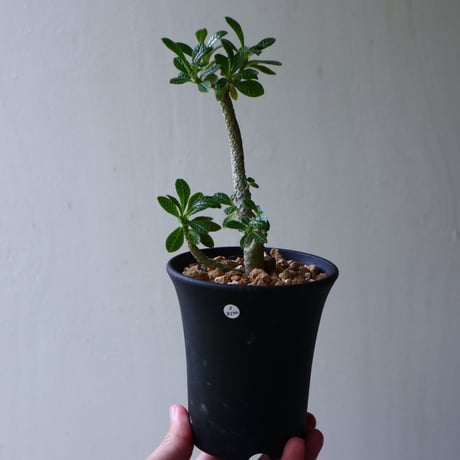 ドルステニア    ギガス   Dorstenia gigas  no.92311