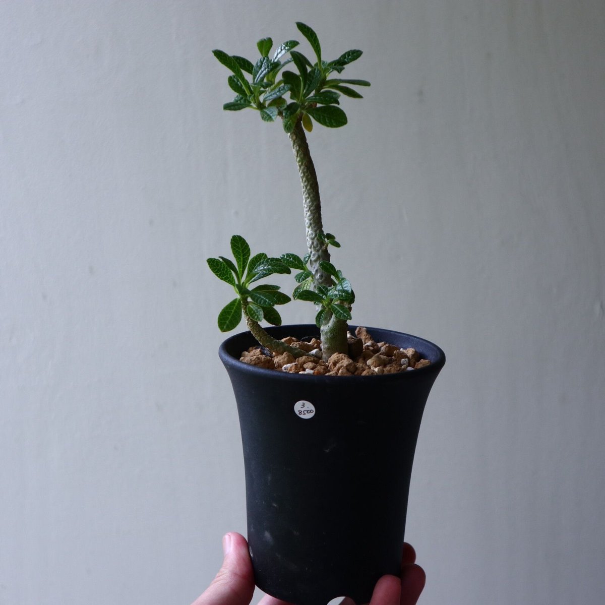 ドルステニア ギガス Dorstenia gigas no.92311 | 芽の巣山