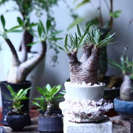 パキポディウム グラキリス   Pachypodium rosulatum var. gracilius no.71907
