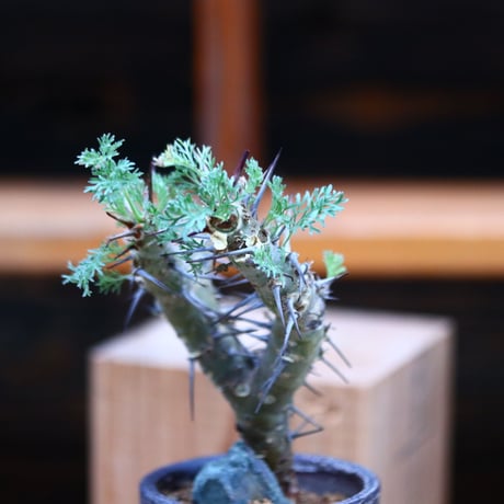 サルコカウロン ヘレー／Sarcocaulon herrei    no.11634