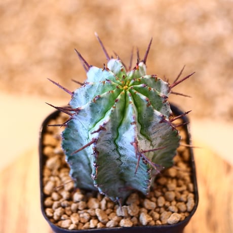 ユーフォルビア ホリダ / Euphorbia  horrida     no.62529