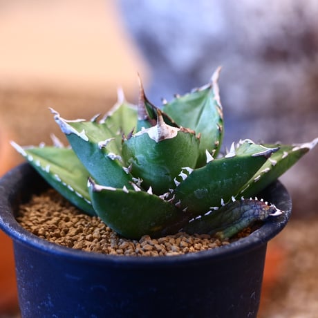 Agave titanota"FO-076" 　no.32452