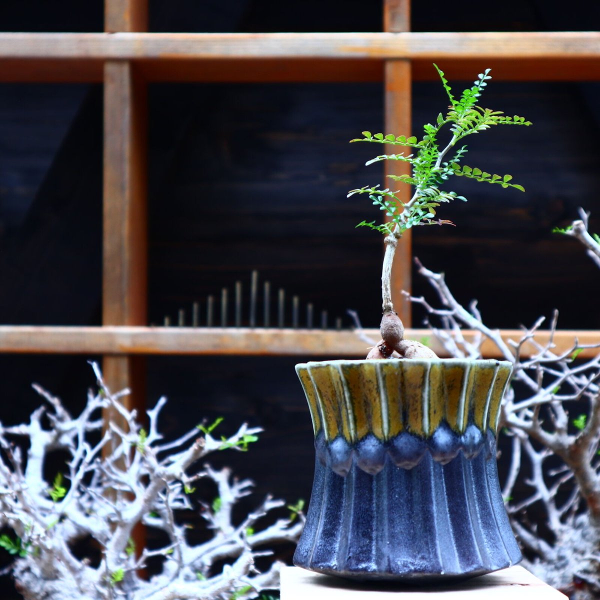 オペルクリカリア パキプス 実生／Operculicarya pachypus no.51