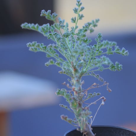 ペラルゴニム   アルテルナンス   Pelargonium alternans      no.20725-1