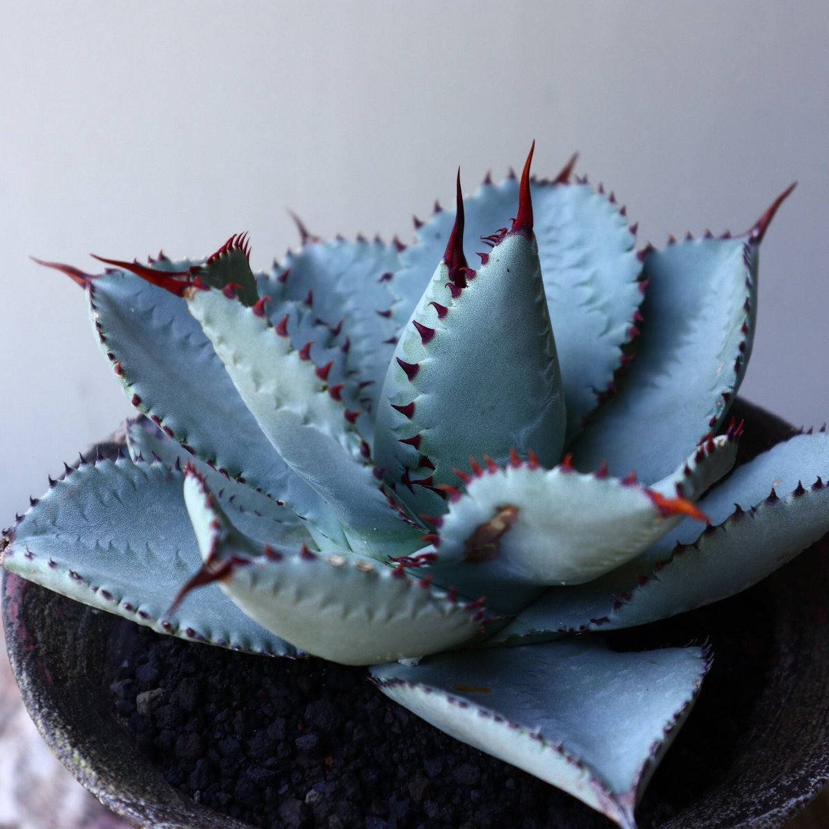 Agave 'Dragon Toes' ドラゴントゥース 大株 Agave 'Dragon Toes' ドラゴントゥース 大株 - メルカリ