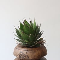 U.S. horrida (Agave horrida) / Style of Chika　no.1227-14