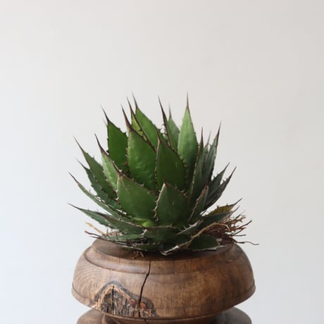 CATEGORY Style of Chika 2024 | 芽の巣山