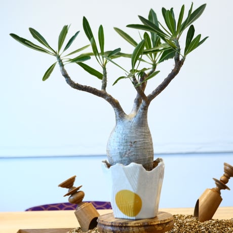 N/OH × Pachypodium  gracilius    no.61844