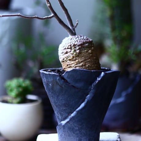 フォッケア  エデュリス  火星人  Fockea edulis   no.71942