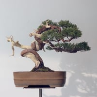 真柏 / YOSHIZAWA3-SHOHINBONSAI   no.223-52