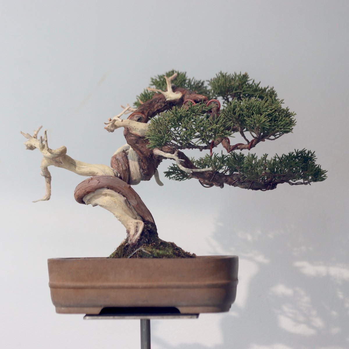 真柏 / YOSHIZAWA3-SHOHINBONSAI no.223-52 | 芽の巣山