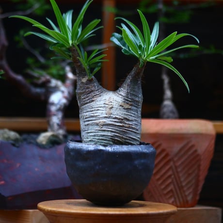 パキポディウム  グラキリス ／Pachypodium  gracilius     no.101035