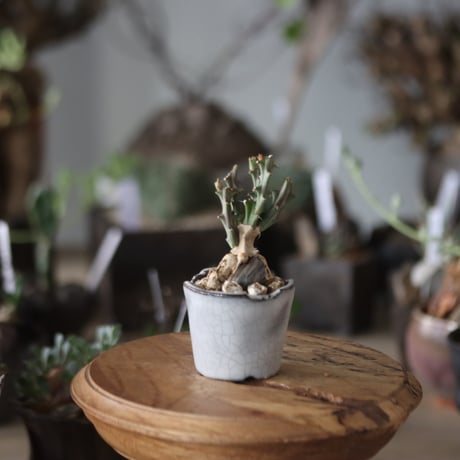 Euphorbia knuthii × N/OH  no.1201-39