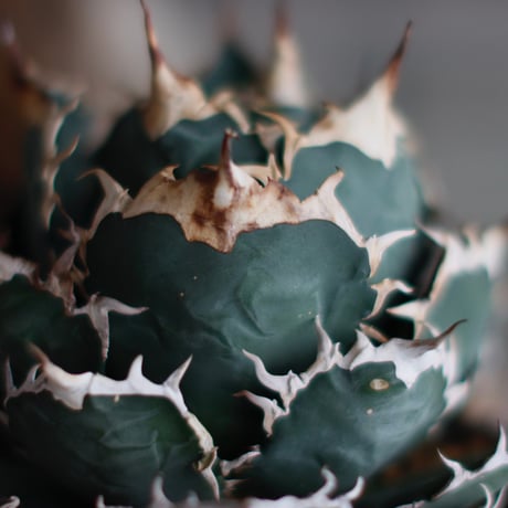 Agave titanota × takero pot (5.5号鉢) no.601/6