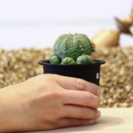 ユーフォルビア  仔吹きシンメトリカ / Euphorbia  symmetrica   no.42319