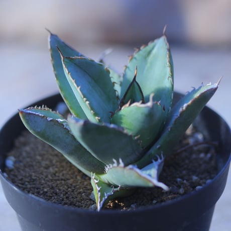 アガベ チタノタ フィリグリー Agave titanota "Filigree crested 　 no.20744