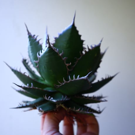 アガベ ホリダ  Agave horrida   no.42804
