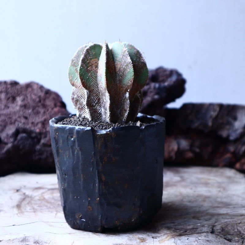 アズテキウム ヒントニー 自根 Aztekium hintonii no.22301 |