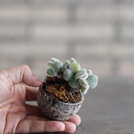 ECHEVERIA PULVINATA FROSTY × takero pot (2号)  no.823-30
