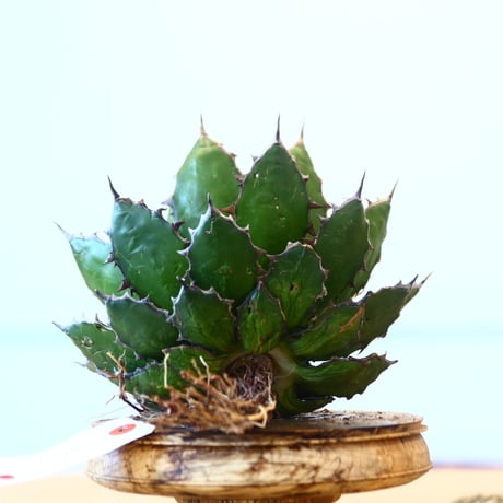 Agave horrida / Style of Chika   no.1015/38