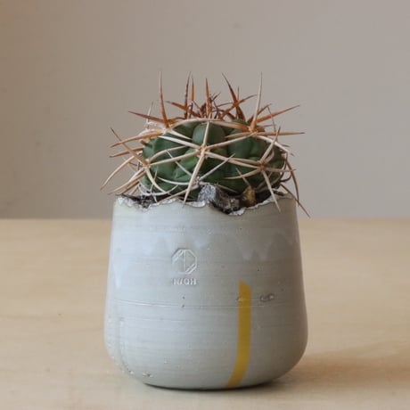 gymnocalycium | STORES