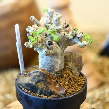 YAMABACHI ver. takero pot × Pterodiscus makatiniensis   no.40704
