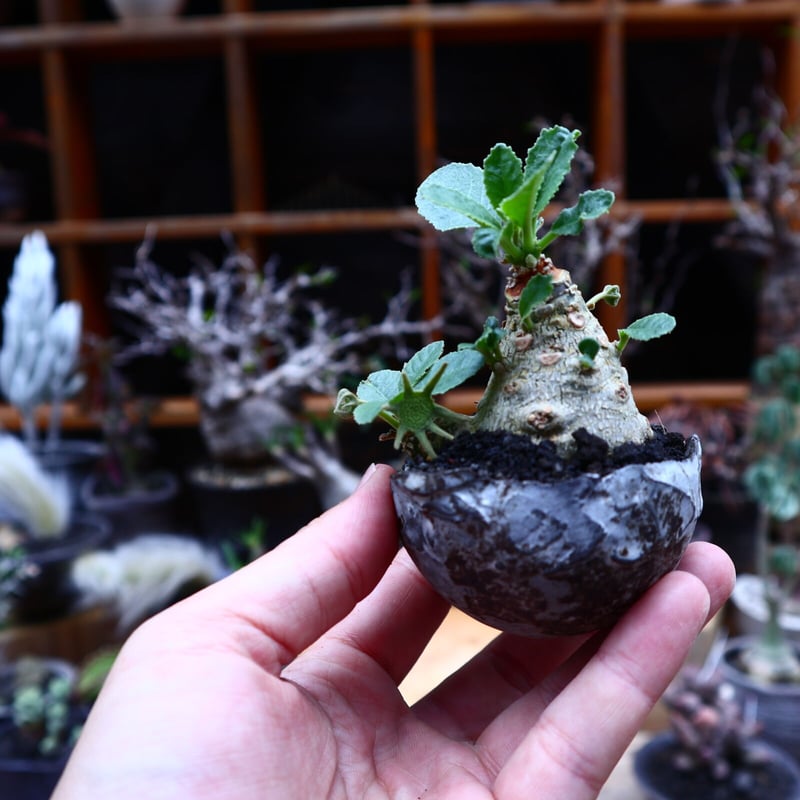 ドルステニア　フォエチダ fit=scale-down,w=1200