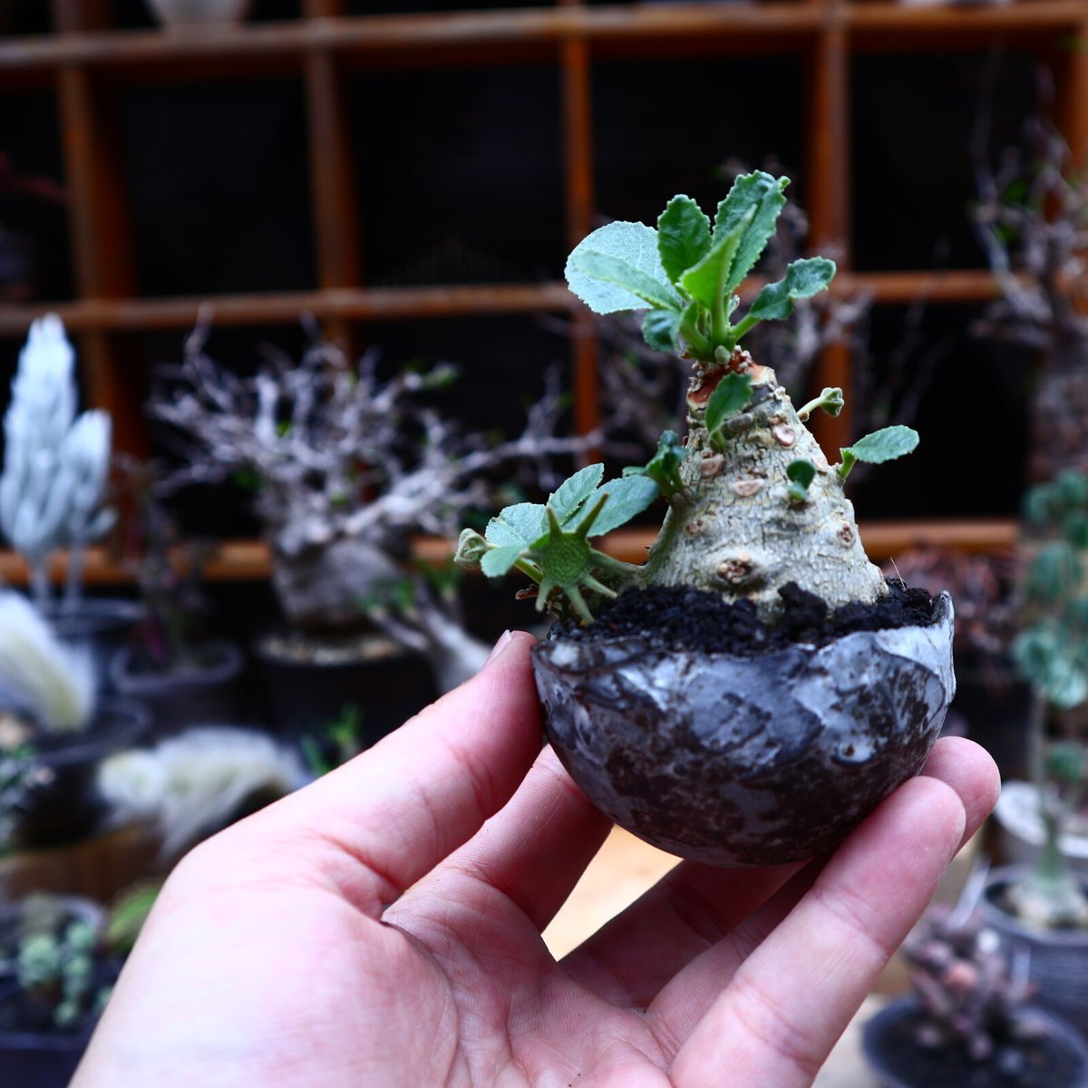 ドルステニア フォエチダ／Dorstenia foetida no.51639 | 芽の巣山