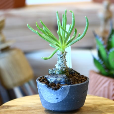N/OH × Tylecodon wallichii    no.111918