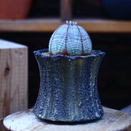 ユーフォルビア  オベサ／Euphorbia obesa    no.13017