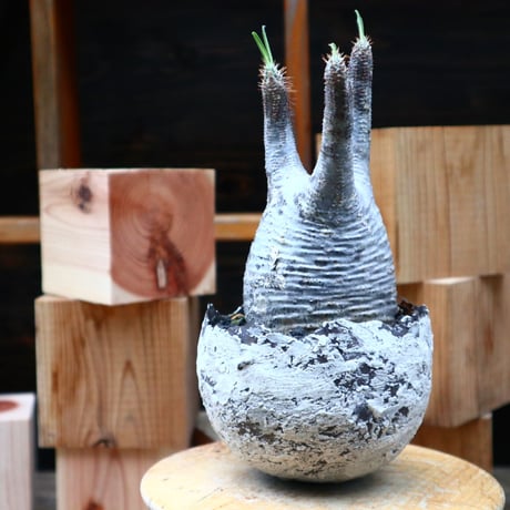 パキポディウム  グラキリス／Pachypodium  gracilius       no.62668