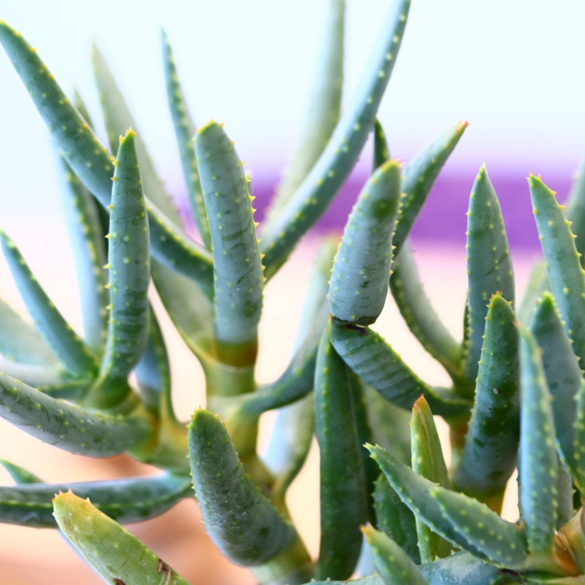 N/OH × Aloe ramosissima no.61852 | 芽の巣山